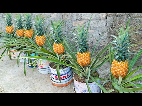 No need for a garden - Growing pineapple fruit at home gives unexpected yield