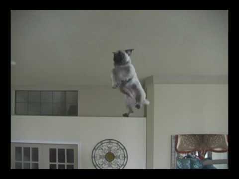 Amazing Flying Dog