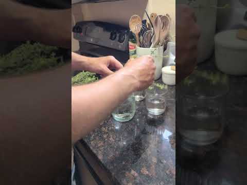 Propagating thyme cuttings!