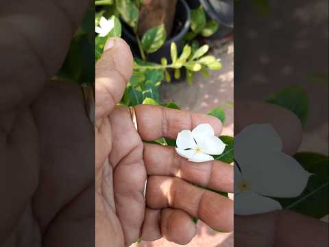 🙏Hey Shiv Shankar 🙏  #karigardidi #shorts  #minivlog  #viralshort  #subscribers #flowers