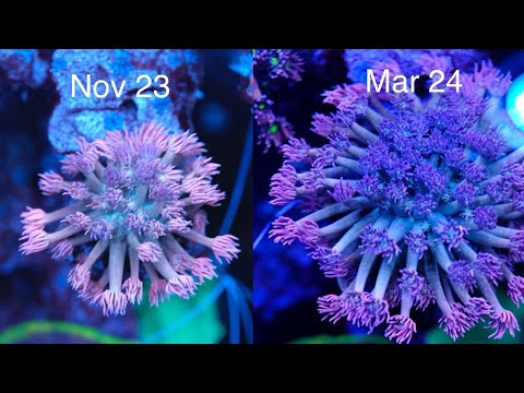 Growth Secrets From Pro Coral Farmer | The Prestige Reef Dork Show Ep 43