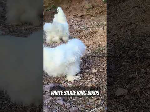 White Silkie Ring Birds| #fjfarms #silkies #silkiechicken #backyardchicken #farmlife #viral #shorts