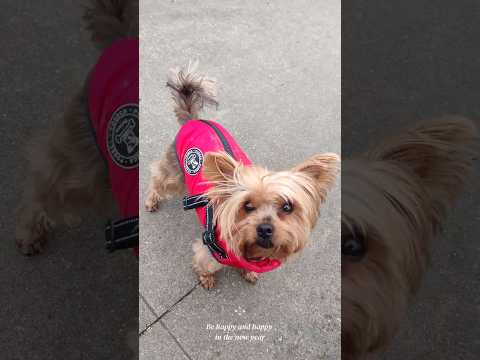 Yorkie Lucy Yorkshire Terrier @Christmas season #yorkie #christmas #newyear