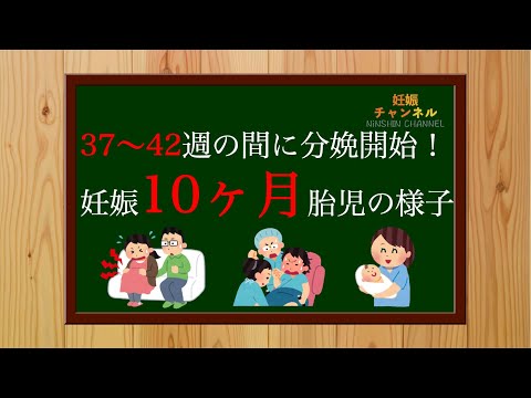 【妊娠10ヶ月】出産の流れのパートは4つ✨妊娠10ヶ月胎児の様子