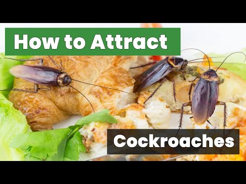 How to Attract Cockroaches: The Insider's Strategy Unveiled!