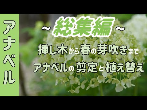 アジサイ アナベル　総集編