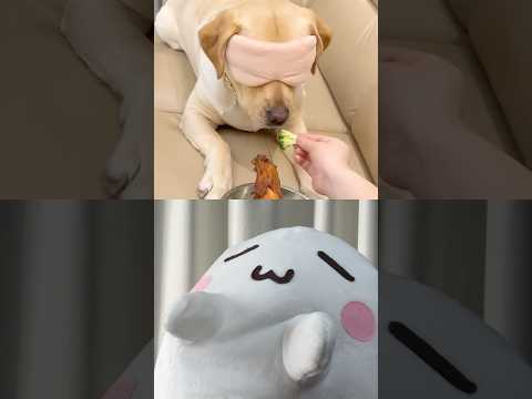 わんちゃんのリアクション🐶