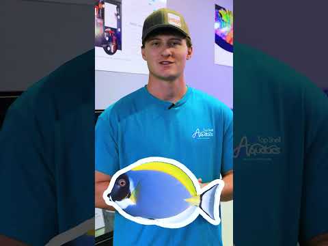 Meet The Team Behind Top Shelf: Meet Jared! #behindthescenes #aquarium #fish