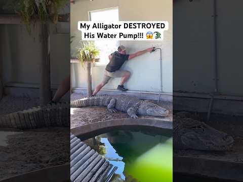 My Alligator DESTROYED His Water Pump!!! 😱🐊#shorts #alligator