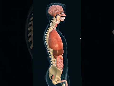 organ Anatomy #shorts #youtubeshorts