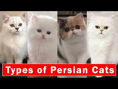 Top 5 Stunning types of Persian Cats |  Persian cats breeds 2024