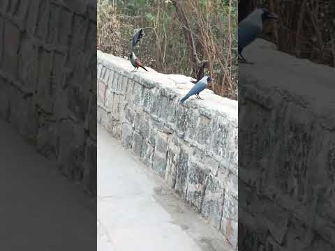 Rare ' WHITE CROW ' spotted in India #shorts