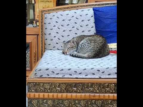 Sleeping Cat !!!#beautiful #animallover #cat #catlover #sleeping #sleepmusic #amazing