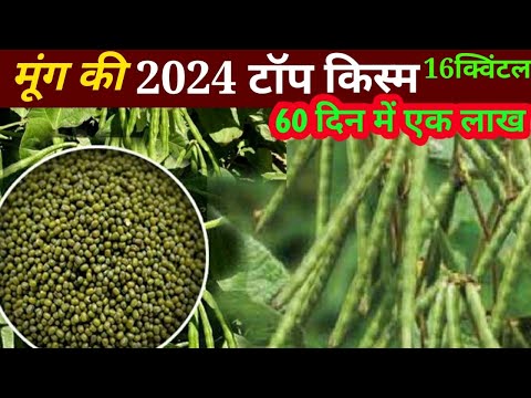 मूंग की खेती // moong ki nai kism 15 kivantal // moong ki kheti kaise Karen, how to grow green gram