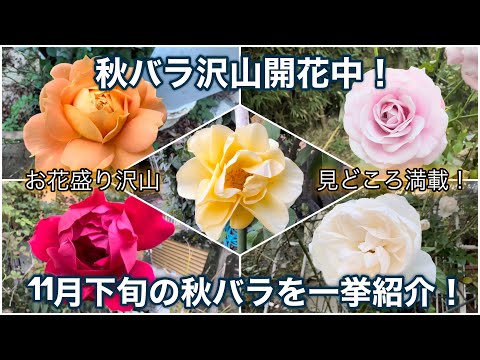 【秋バラ】沢山開花中🌹11月下旬のバラもお花が盛り沢山！バラ庭の様子を一挙紹介！