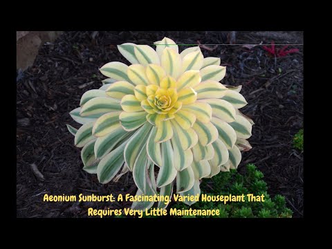 Aeonium Sunburst: A Fascinating, Varied Houseplant That Requires Very Little Maintenance