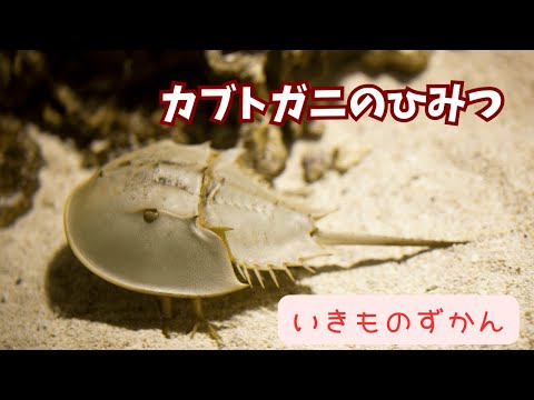 【いきものずかん】カブトガニのひみつ