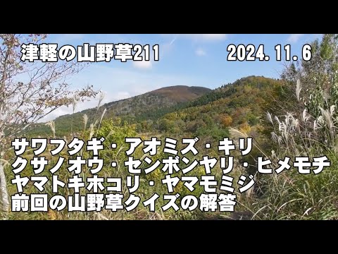 津軽の山野草211(ｻﾜﾌﾀｷﾞ、ｱｵﾐｽﾞ、ｷﾘ、ｸｻﾉｵｳ、ｾﾝﾎﾞﾝﾔﾘ、ﾋﾒﾓﾁ、ﾔﾏﾄｷﾎｺﾘ、ﾔﾏﾓﾐｼﾞ、山野草ｸｲｽﾞの解答、今年最終のあいさつ)