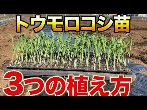 【成功のカギです】良いトウモロコシを育てるためには植え方が大事になってきます