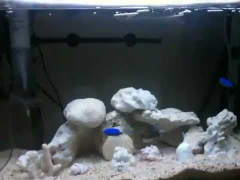 saltwater fish only tank