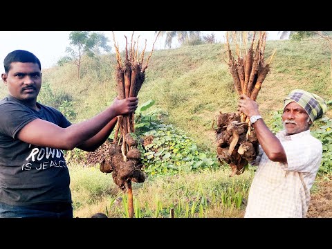 Gengul Palm Sprouts - Oldest Traditional Indian Village Food | Thati Tegalu | Tender Palm Shoots