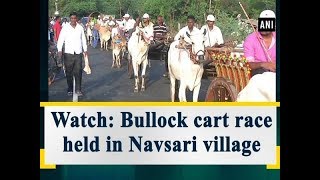 Watch: Bullock cart race held in Navsari village - Gujarat News