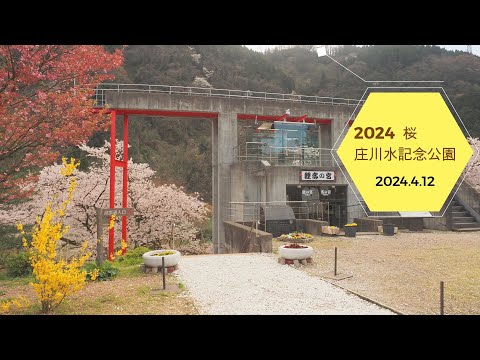 2024.4.12　2024桜　庄川水記念公園