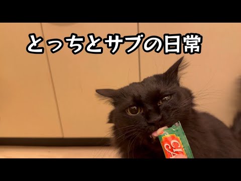 食べて、呑んで。［vlog88］