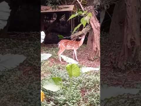 鹿吃樹枝？