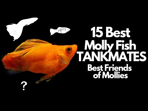 The 15 Best Molly Fish Tankmates 🐟