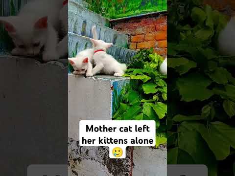 Mother cat left her kittens alone #cat #poorcat #motheranimal #catrescue #catlovers