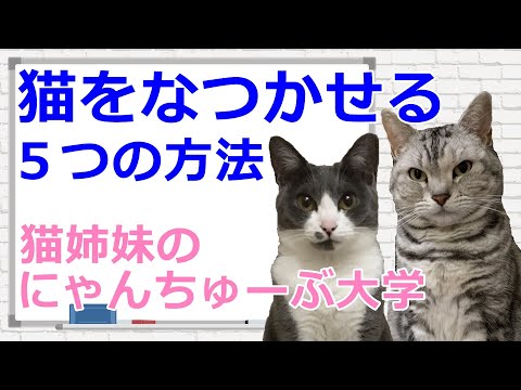 猫がなつかない理由はこれ！にゃんちゅーぶ大学で学ぼう！おしゃべりペット