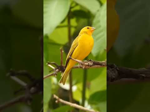 beautiful bird ,cute🐦🥰 #shorts