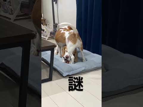 何がしたいのか…謎なビーグル犬#shorts #beagle#ビーグル犬 #ビーグル #いぬ #犬