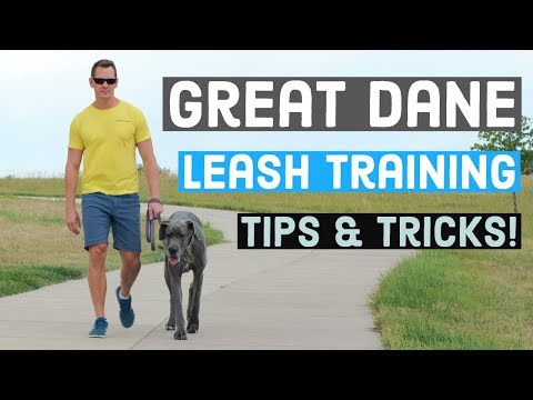 Great Dane Leash Training | Great Dane Care