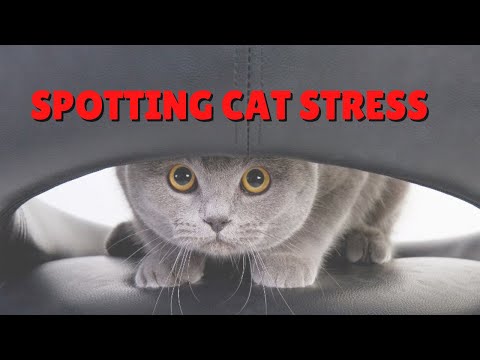 Is Your Cat Stressed? | Two Crazy Cat Ladies