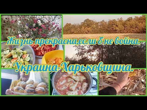 В селе Купянского рн/Жизнь в селе/Собираем кукурузу на поле?🤔Готовлю голубцы, #пончики.