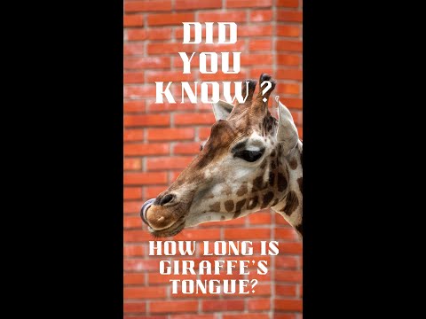 Did you know   Giraffe’s Tongue #shorts