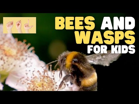 ASL Bees and Wasps for Kids