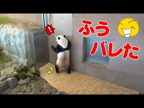 🐼楓浜の「しのび足」が可愛すぎる😍隠された才能⁉️まるで“中の人”