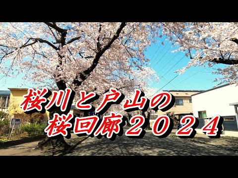 青森市桜川と戸山の桜回廊２０２４【青森県青森市】