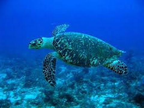 Sea Turtles Documentary HD - Trutles and Tortoises Animal Documentary Hd