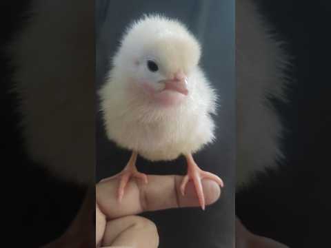 Cute chicks nice colour color chicks #chicks #cute #birds #hen