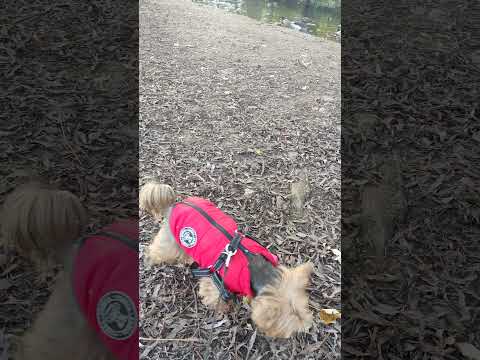 Yorkie Lucy Yorkshire terrier at Waltham Abbey Essex #yorkshire #travel #jackrussell  #yorkie