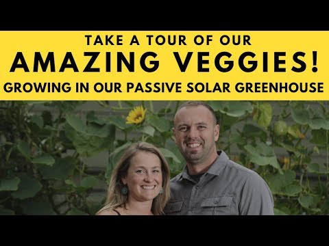 Tour Our Passive Solar Greenhouse Growing Our Amazing Veggies!