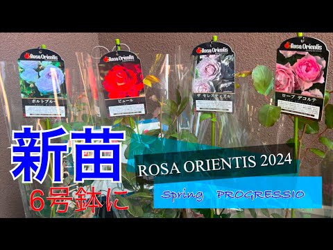 Rosa Orientis   4K　2024 春　新苗 ６号鉢に鉢増ししました。　ポルト ブルー・ザ セルスティアル・ピュール・ローブ デコルテ