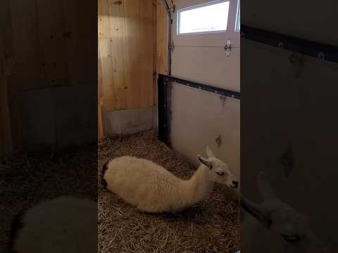 Cute Llama #nature #animals #cute #llamas #apt  #shortvideo