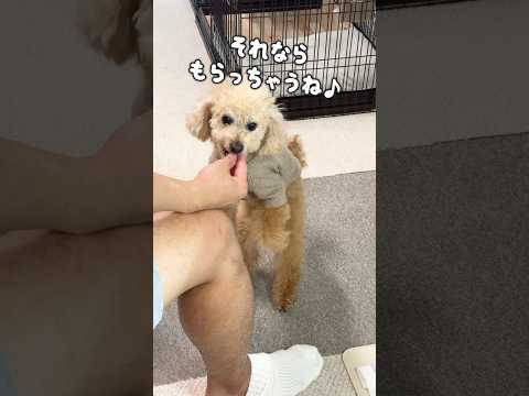 愛犬から目を離した瞬間やられました#shorts