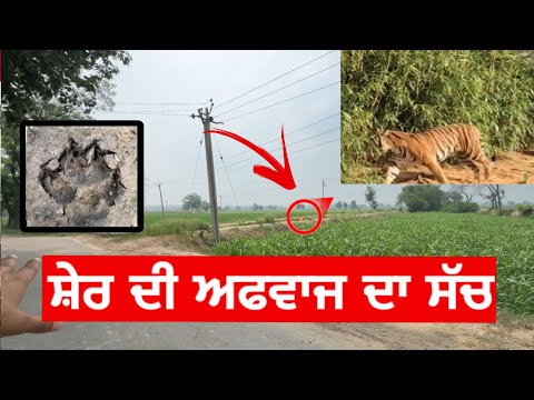 ਸ਼ੇਰ ਆਗਿਆ ਮਿੱਤਰੋ || Sher in punjab