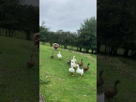 These ducks always walk in a line - why?? #ducks #shorts #sheep